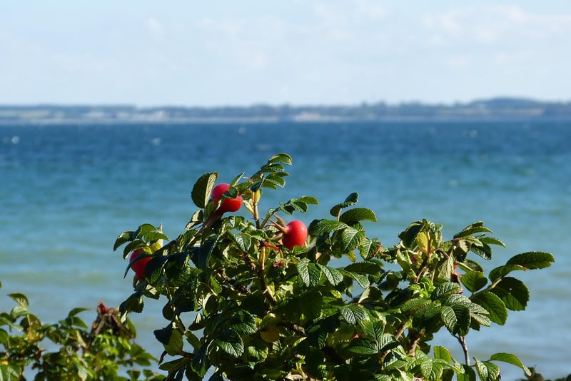 Medicinal Plant Paradises